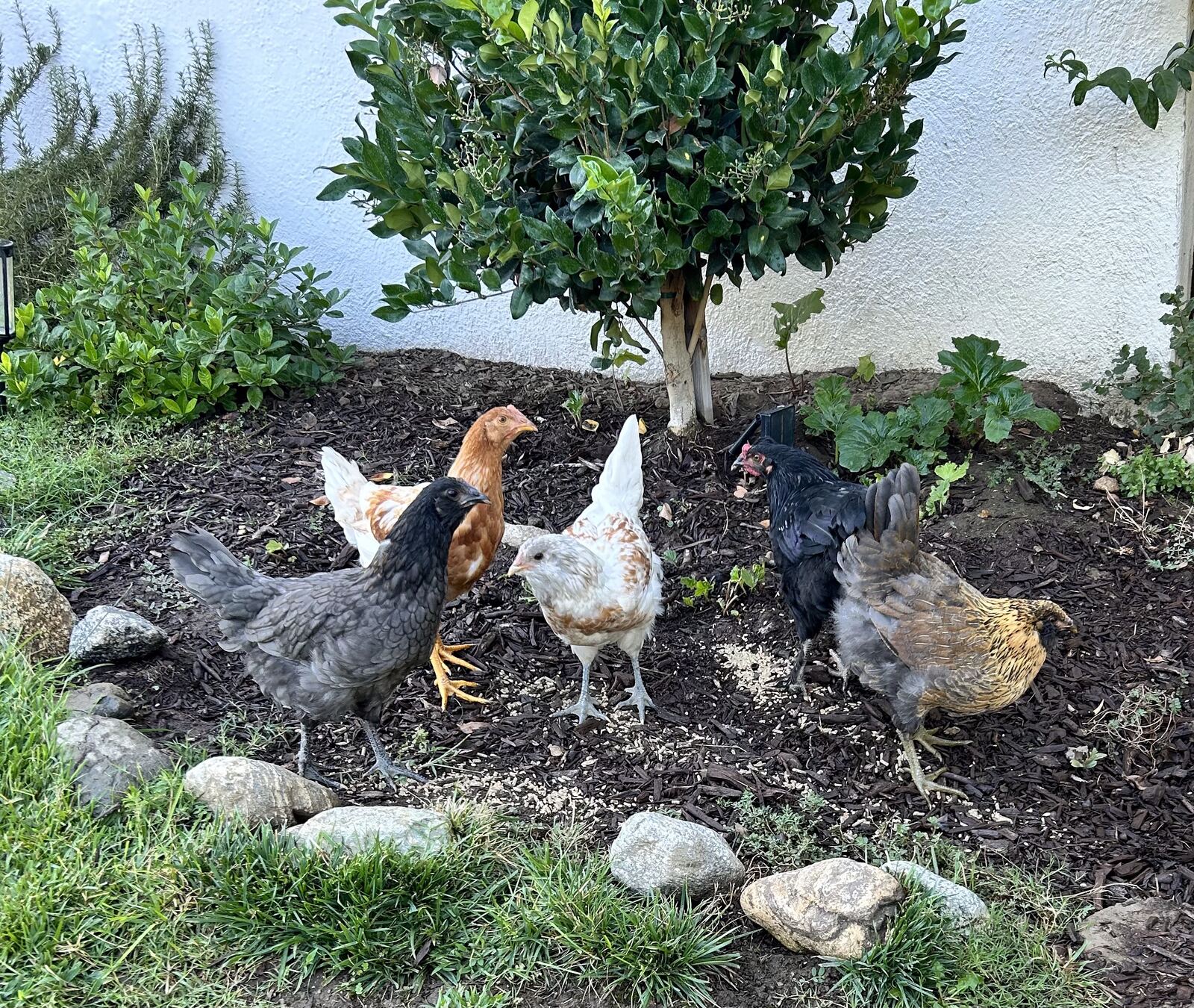 Chickens roaming the lawn